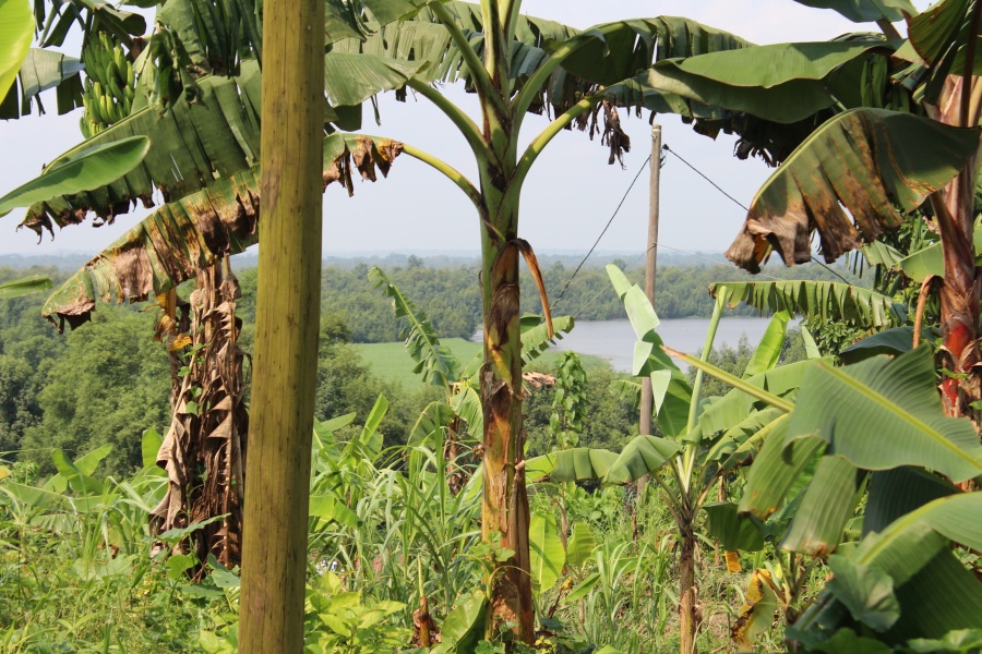 le Wouri près de Deido