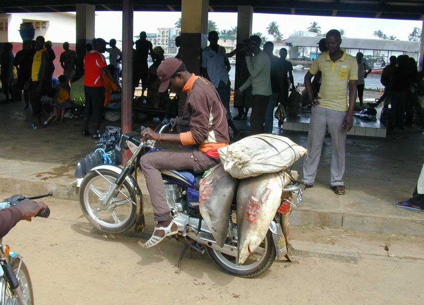 moto à deux requins