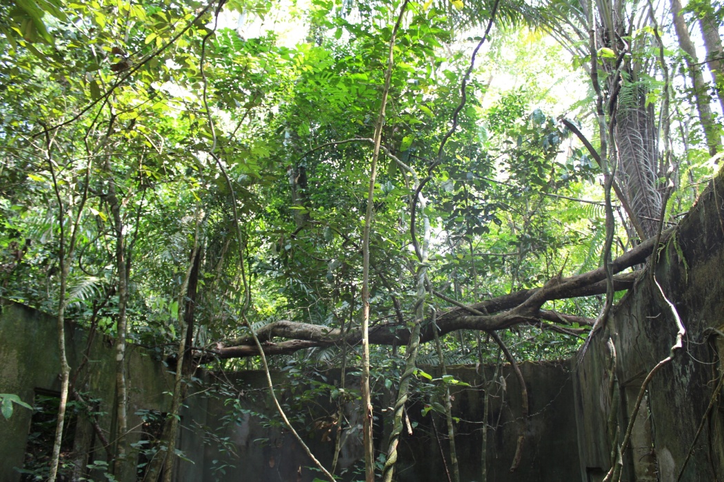 finalement la végétation gagne