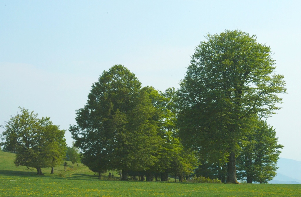 Knpflesbrunnen im Juni