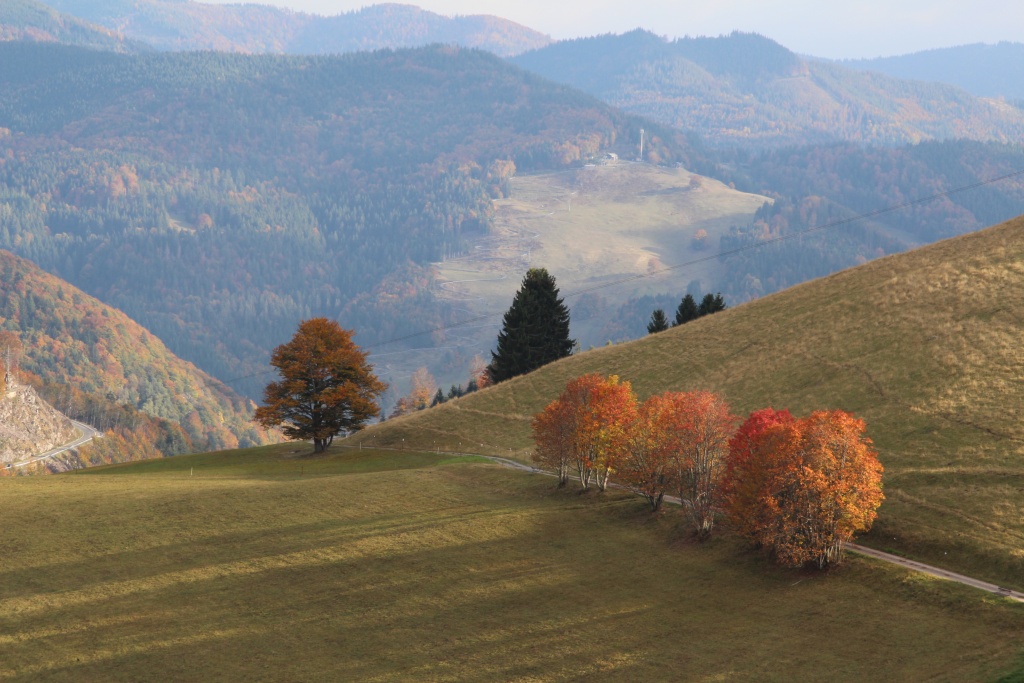 Herbst am Franzosenberg